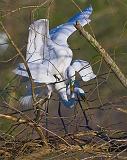 Breeding Egrets_45555